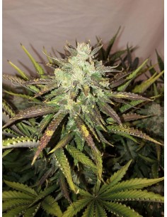 Gorilla Glue Auto (FastBuds Seeds) Graines à Autofloraison 2
