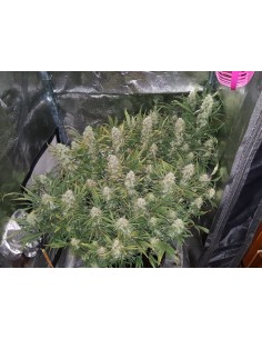 Grapefruit Auto (FastBuds Seeds) Autoflowering Seeds 2