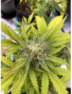 Green Crack Auto (FastBuds Seeds) Autoflowering Seeds 2