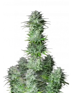 Kosher Cake Auto (FastBuds Seeds) Autoflowering Seeds