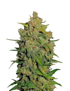 Lemon AK Auto (FastBuds Seeds) Autoflowering Seeds - Oaseeds