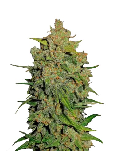 Lemon AK Auto (FastBuds Seeds) Semillas Autoflorecientes