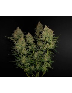 Lemon AK Auto (FastBuds Seeds) Autoflowering Seeds - Oaseeds 2