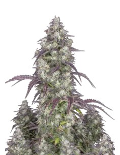 Lemon Pie Auto (FastBuds Seeds) Autoflowering Seeds
