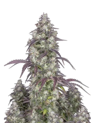 Lemon Pie Auto (FastBuds Seeds) Autoflowering Seeds