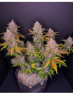 LSD-25 Auto (FastBuds Seeds) Autoflowering Seeds | On Sale! 2