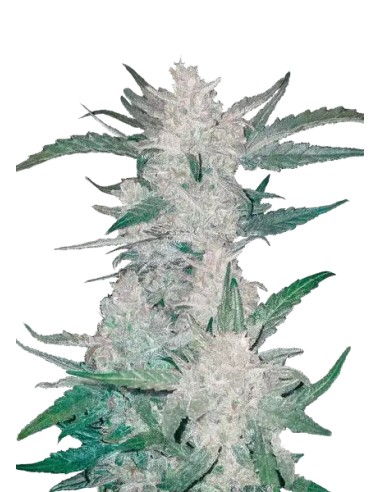 Mexican Airlines Auto (FastBuds Seeds) Autoflowering Seeds