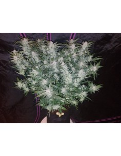 Mexican Airlines Auto (FastBuds Seeds) Autoflowering Seeds 2