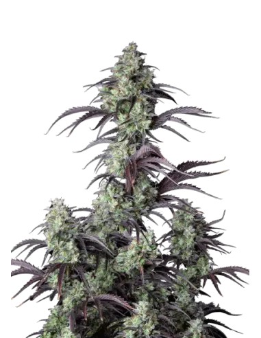 Mimosa Cake Auto (FastBuds Seeds) Autoflowering Seeds