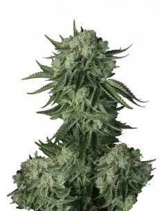 Moby Dick Auto - Fast Buds