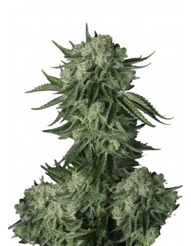 Moby Dick Auto (FastBuds Seeds) Semillas Autoflorecientes