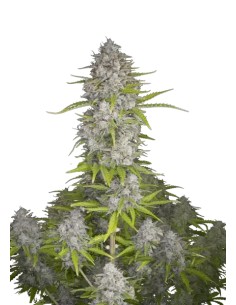 Orange Sherbet Auto (FastBuds Seeds) Autoflowering Seeds