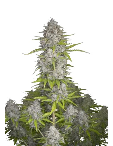 Orange Sherbet Auto (FastBuds Seeds) Autoflowering Seeds