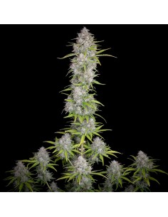 Orange Sherbet Auto (FastBuds Seeds) Autoflowering Seeds 2