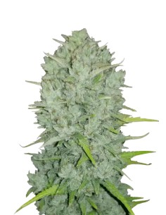 Original Auto Northern Lights (FastBuds Seeds) Autoflowering