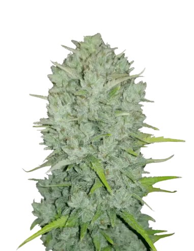 Original Auto Northern Lights (FastBuds Seeds) Autoflowering