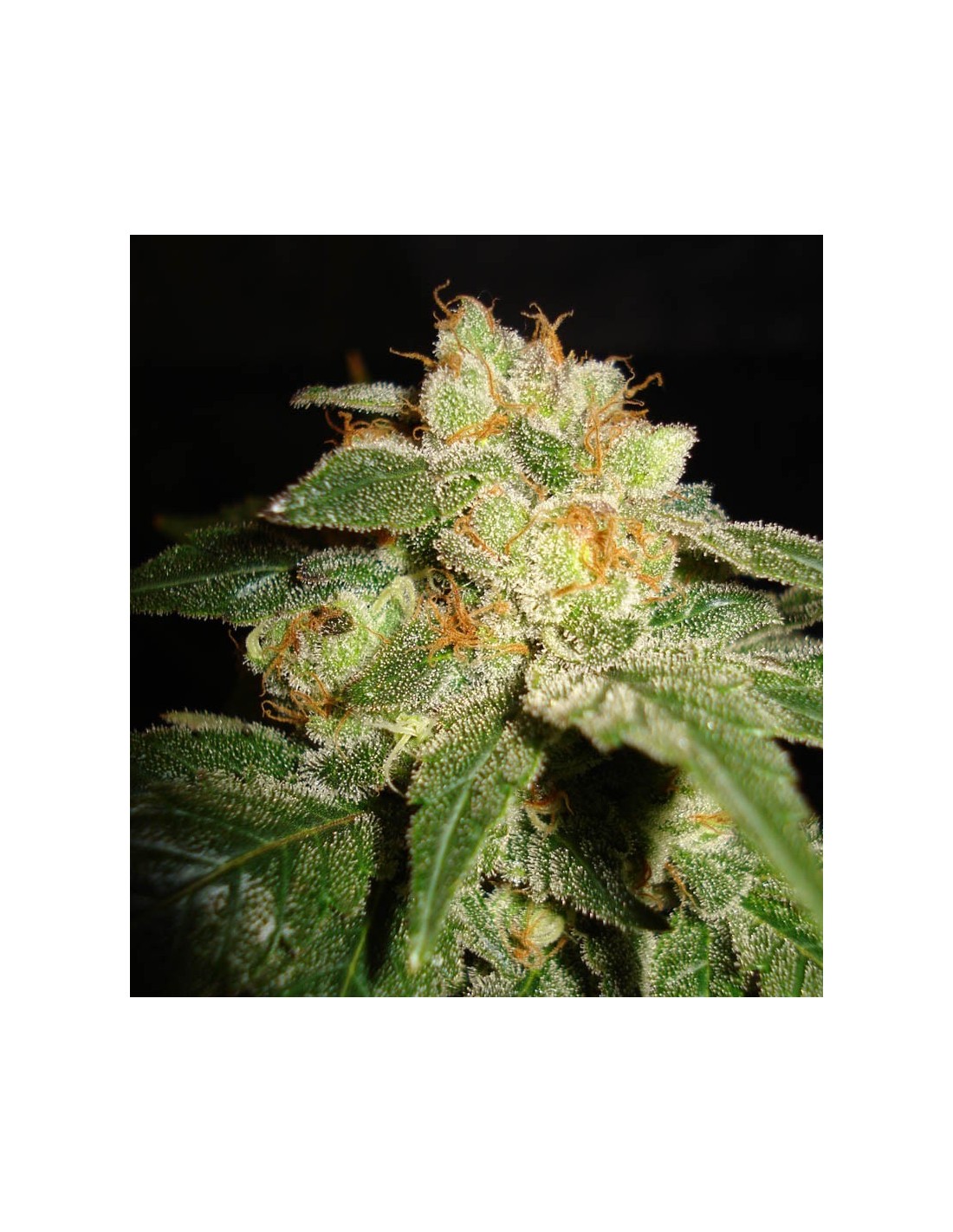 Privilege (World of Seeds) Feminized Seeds | Up To 30% Off
