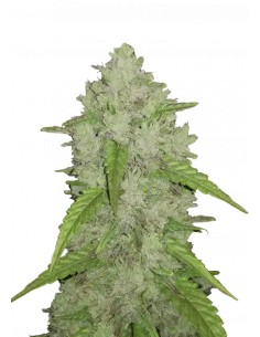 Original Auto Amnesia Haze (FastBuds Seeds) Autoflower Seeds