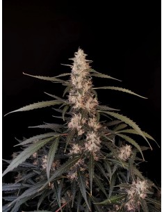 Original Auto Amnesia Haze (FastBuds Seeds) Autoflower Seeds 2