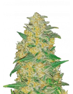 Original Auto AK (FastBuds Seeds) Autoflowering Seeds