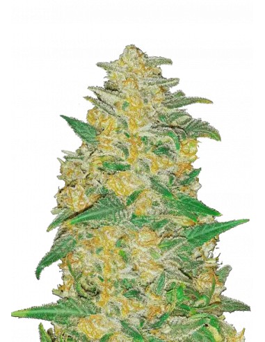 Original Auto AK von FastBuds Seeds Hanfsamen | Oaseeds