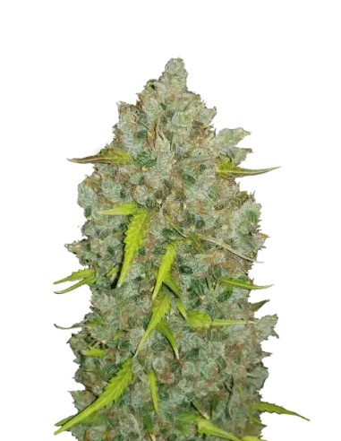 Original Auto BubbleGum von FastBuds Seeds Hanfsamen | Oaseeds