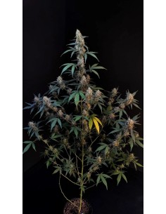 Original Auto BubbleGum (FastBuds Seeds) Autoflowering Seeds 2