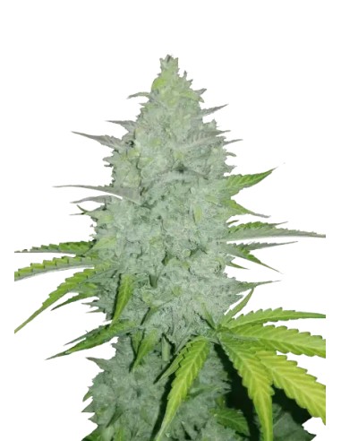 Original Auto Cheese von FastBuds Seeds Hanfsamen | Oaseeds