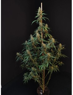 Original Auto Cheese (FastBuds Seeds) Autoflowering Seeds 2