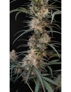 Original Auto Chemdawg (FastBuds Seeds) Autoflowering Seeds 2
