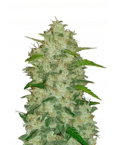 Original Auto Chemdawg von FastBuds Seeds Hanfsamen | Oaseeds