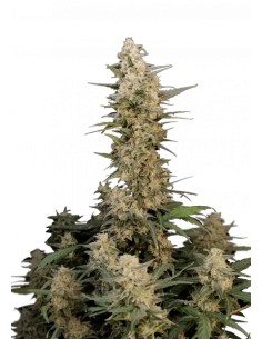 Original Auto Critical (FastBuds Seeds) Autoflowering Seeds