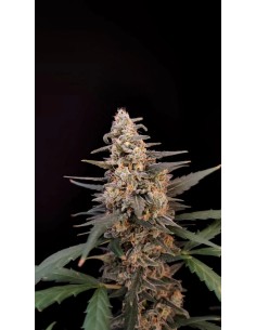 Original Auto Critical (FastBuds Seeds) Autoflowering Seeds 2