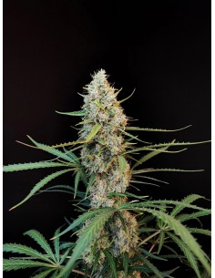 Original Auto Jack Herer 2