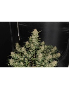 Original Auto OG Kush 2