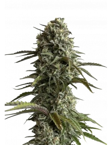 Original Auto Skunk (FastBuds Seeds) Semillas Autofloracion