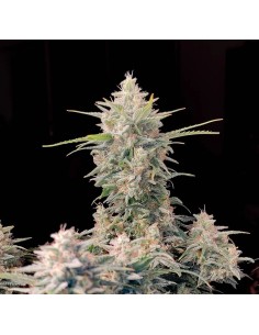 Original Auto Skunk (FastBuds Seeds) Autoflowering Seeds 2