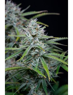 Original Auto White Widow 2