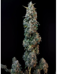 Original Auto Sour Diesel 2