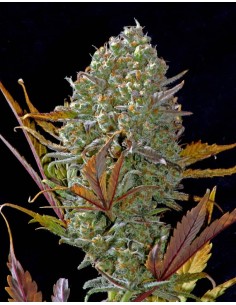Pineapple Express Auto (FastBuds Seeds) Autoflowering Seeds 2