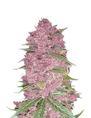 Purple Lemonade Auto (FastBuds Seeds) Autoflowering Seeds