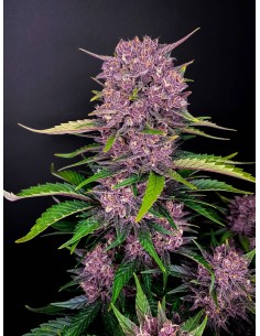 Purple Lemonade Auto (FastBuds Seeds) Autoflowering Seeds 2