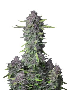 Purple Punch Auto (FastBuds Seeds) Autoflowering Seeds