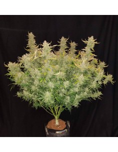 Rhino Ryder Auto (FastBuds Seeds) Autoflowering Seeds 2
