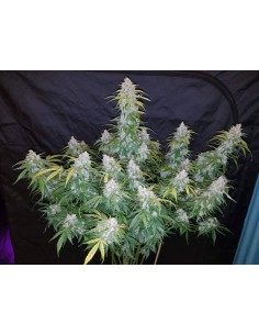 Six Shooter Auto (FastBuds Seeds) Autoflowering Seeds 2