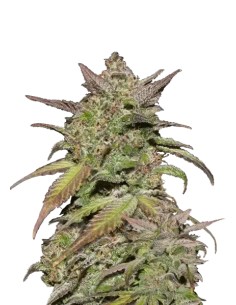 Smoothie Auto (FastBuds Seeds) Autoflowering Seeds - Oaseeds