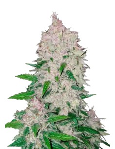 Stardawg Auto (FastBuds Seeds) Autoflowering Seeds - Oaseeds