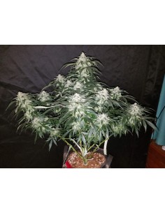 Stardawg Auto (FastBuds Seeds) Autoflowering Seeds - Oaseeds 2