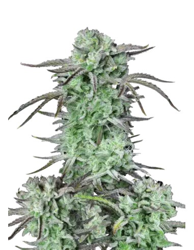 Strawberry Banana Auto (FastBuds Seeds) Autoflowering Seeds