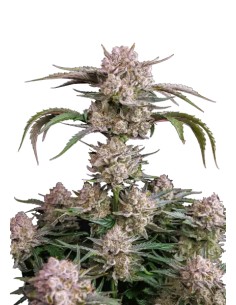 Strawberry Gorilla Auto (FastBuds Seeds) Autoflowering Seeds